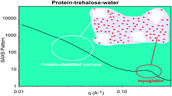 Graphical abstract: Myoglobin embedded in saccharide amorphous matrices: water-dependent domains evidenced by small angle X-ray scattering