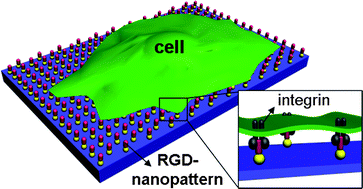 Graphical abstract: Nanostructured interfaces with RGD arrays to control cell–matrix interaction