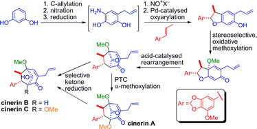 Graphical abstract: The first diastereoselective synthesis of cinerins A–C, PAF-antagonistic macrophyllin-type bicyclo[3.2.1]octane neolignans, using a novel Pd-catalysed oxyarylation