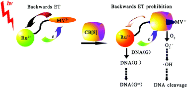 Graphical abstract: Synthesis and DNA photocleavage study of Ru(bpy)32+-(CH2)n-MV2+ complexes