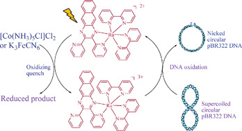 Graphical abstract: DNA photocleavage in anaerobic conditions by a Ru(ii) polypyridyl complex with long wavelength MLCT absorption