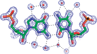 Graphical abstract: The hydration and unusual hydrogen bonding in the crystal structure of an RNA duplex containing alternating CG base pairs