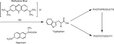 Graphical abstract: Role of aromatic amino acid tryptophan UVA-photoproducts in the determination of drug photosensitization mechanism: a comparison between methylene blue and naproxen