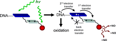 Graphical abstract: A novel molecular conjugate for the simultaneous DNA oxidation and targeted delivery of nitric oxide triggered by light