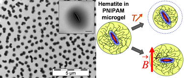 Graphical abstract: Thermoresponsive hybrid microgel particles with intrinsic optical and magnetic anisotropy