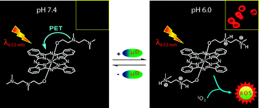 Graphical abstract: A pH-responsive fluorescence probe and photosensitiser based on a tetraamino silicon(iv) phthalocyanine