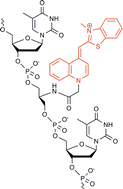 Graphical abstract: Designed thiazole orange nucleotides for the synthesis of single labelled oligonucleotides that fluoresce upon matched hybridization