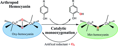 Graphical abstract: Catalytic oxygenation of phenols by arthropod hemocyanin, an oxygen carrier protein, from Portunus trituberculatus