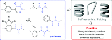 Graphical abstract: Folding and self-assembly of aromatic and aliphatic urea oligomers: Towards connecting structure and function