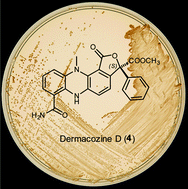 Graphical abstract: Dermacozines, a new phenazine family from deep-sea dermacocci isolated from a Mariana Trench sediment
