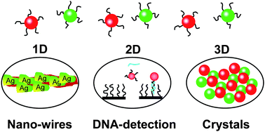 Graphical abstract: DNA-functionalized colloids: Physical properties and applications