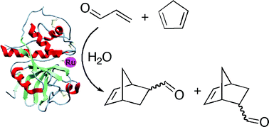 Graphical abstract: (η6-Arene) ruthenium(ii) complexes and metallo-papain hybrid as Lewis acid catalysts of Diels–Alder reaction in water
