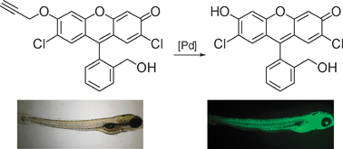 Graphical abstract: Fluorescent detection of palladium species with an O-propargylated fluorescein