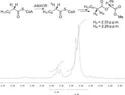 Graphical abstract: Unexpected stereoselective exchange of straight-chain fatty acyl-CoA α-protons by human α-methylacyl-CoA racemase 1A (P504S)