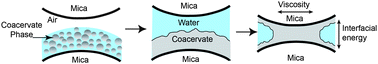 Graphical abstract: Viscosity and interfacial properties in a mussel-inspired adhesive coacervate