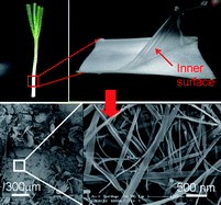 Graphical abstract: Mineralization of calcite ribbons on an Allium fistulosum L. bulb inner membrane in an ethanol–water mixed solvent under control of polyacrylic acid by a double diffusion method