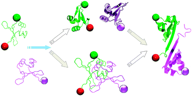 Graphical abstract: Multicolor single-molecule FRET to explore protein folding and binding
