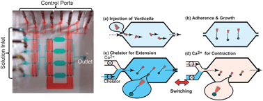 Graphical abstract: Chemical control of Vorticella bioactuator using microfluidics