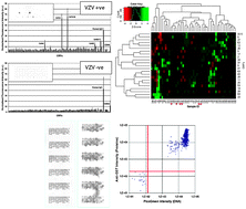 Graphical abstract: Systematic analysis of the IgG antibody immune response against varicella zoster virus (VZV) using a self-assembled protein microarray