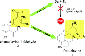Graphical abstract: Ergot alkaloid biosynthesis in Aspergillus fumigatus: Conversion of chanoclavine-I aldehyde to festuclavine by the festuclavine synthase FgaFS in the presence of the old yellow enzyme FgaOx3