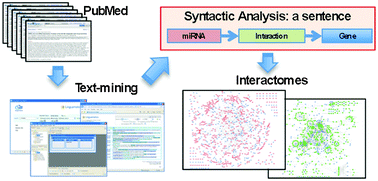 Graphical abstract: An in silico analysis of microRNAs: Mining the miRNAome