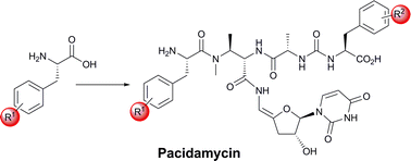 Graphical abstract: New pacidamycins biosynthetically: probing N- and C-terminal substrate specificity