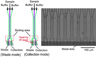 Graphical abstract: Integration in a multilayer microfluidic chip of 8 parallel cell sorters with flow control by sol–gel transition of thermoreversible gelation polymer