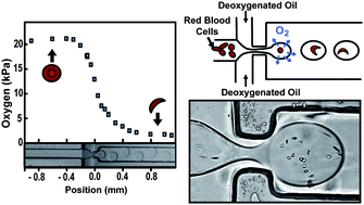 Graphical abstract: Sickling of red blood cells through rapid oxygen exchange in microfluidic drops
