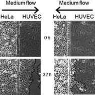 Graphical abstract: Directing the flow of medium in controlled cocultures of HeLa cells and human umbilical vein endothelial cells with a microfluidic device