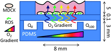 Graphical abstract: Oxygen gradients for open well cellular cultures via microfluidic substrates