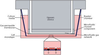 Graphical abstract: Precise control over the oxygen conditions within the Boyden chamber using a microfabricated insert