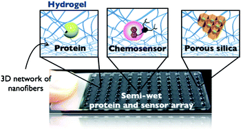 Graphical abstract: Supramolecular hydrogel-based protein and chemosensor array