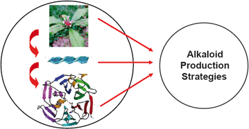 Graphical abstract: Trends for diverse production strategies of plant medicinal alkaloids