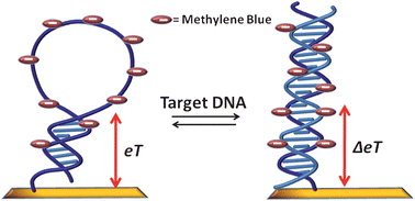 Graphical abstract: DNA interactions with a Methylene Blue redox indicator depend on the DNA length and are sequence specific
