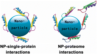 Graphical abstract: Analytical strategies for detecting nanoparticle–protein interactions