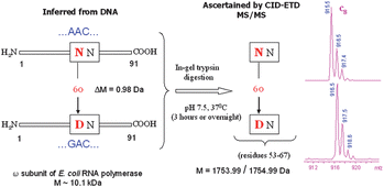 Graphical abstract: Identifying N60D mutation in ω subunit of Escherichia coli RNA polymerase by bottom-up proteomic approach