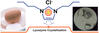 Graphical abstract: Improvement on the crystallization of lysozyme in the presence of hydrophilic ionic liquid