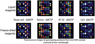 Graphical abstract: Dried reagents for multiplex genotyping by tag-array minisequencing to be used in microfluidic devices