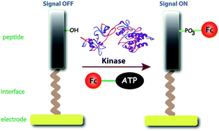 Graphical abstract: Enzymatically modified peptide surfaces: towards general electrochemical sensor platform for protein kinase catalyzed phosphorylations