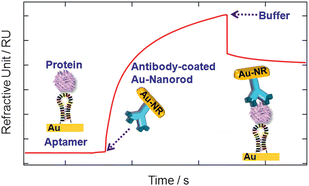 Graphical abstract: Attomolar detection of protein biomarkers using biofunctionalized gold nanorods with surface plasmon resonance