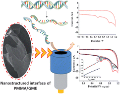 Graphical abstract: Direct electrochemistry of thermally denatured calf thymus DNA on a poly(methyl methacrylate)–graphite microcomposite electrode