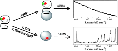 Graphical abstract: Acid cleavable surface enhanced raman tagging for protein detection