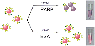 Graphical abstract: Gold nanoparticles based colorimetric assay of protein poly(ADP-ribosyl)ation