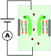 Graphical abstract: Techniques for recording reconstituted ion channels