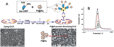 Graphical abstract: Potential controlling highly-efficient catalysis of wheat-like silver particles for electrochemiluminescence immunosensor labeled by nano-Pt@Ru and multi-sites biotin/streptavidin affinity