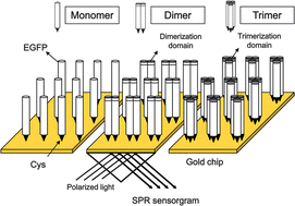 Graphical abstract: Combination of cysteine- and oligomerization domain-mediated protein immobilization on a surface plasmon resonance (SPR) gold chip surface