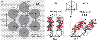 Graphical abstract: Electrochemical studies on the permeable characteristics of thiol-modified double-stranded DNA self-assembled monolayers on gold