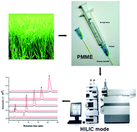 Graphical abstract: Determination of cytokinins in plant samples by polymer monolith microextraction coupled with hydrophilic interaction chromatography-tandem mass spectrometry