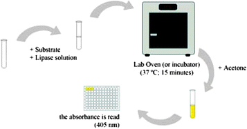 Graphical abstract: Optimization of a colorimetric assay for yeast lipase activity in complex systems