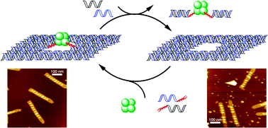 Graphical abstract: Stepwise and reversible nanopatterning of proteins on a DNA origami scaffold